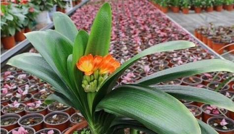 红茶能否用来浇花？（探究红茶对植物生长的影响及浇花方法）