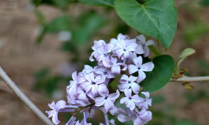 丁香花叶病症状及防治方法（保护丁香花健康成长的秘诀）