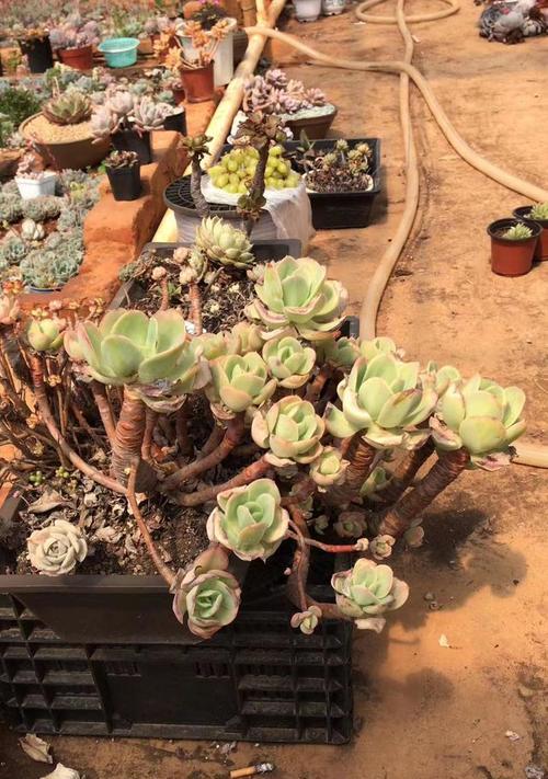 院子里种碧桃的可行性分析（探究碧桃种植的条件、方法及效果）