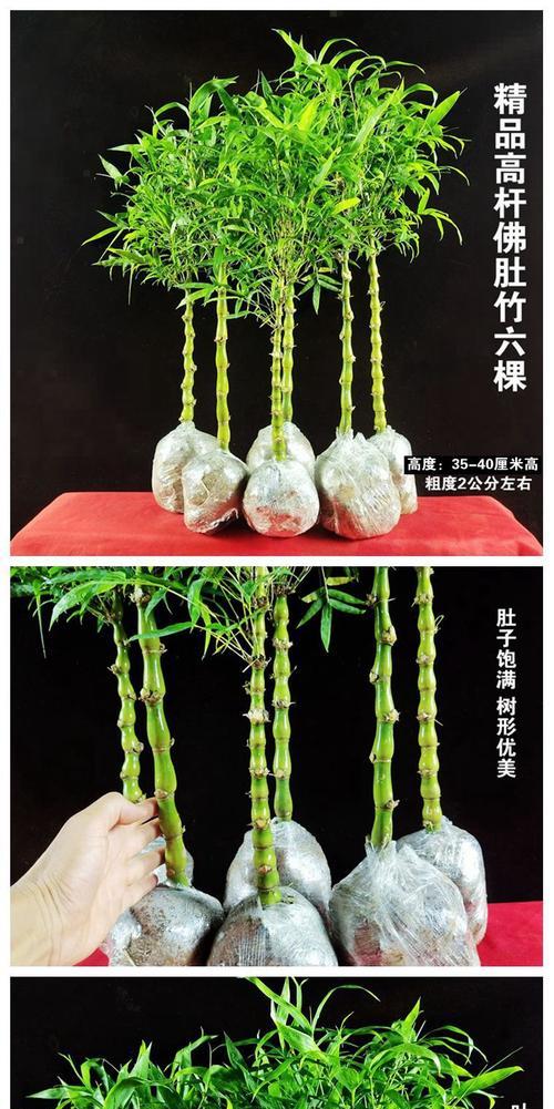 在家里种佛肚竹的步骤和技巧（了解如何在家里种植健康的佛肚竹）