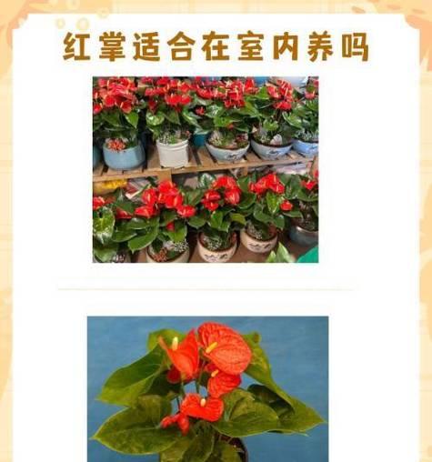 红掌养护之“位置”篇（如何选取合适的位置养好红掌？）