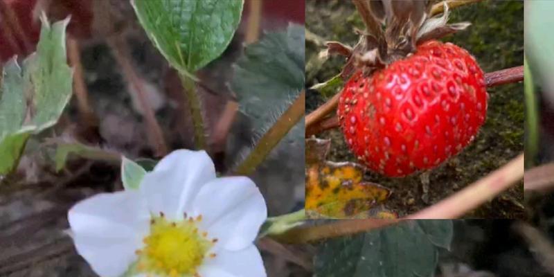 草莓开花结果全过程详解（草莓种植养护和花果生长关键技巧）