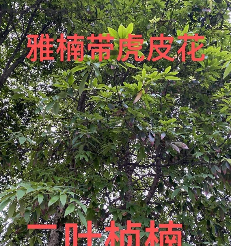 金丝楠的适宜种植条件与分布地区（了解金丝楠的生长需求，打造最佳种植环境）