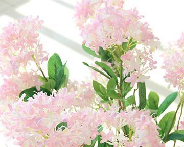 孤傲之花——关于荆棘玫瑰的花语（探究荆棘玫瑰所代表的孤傲情怀）