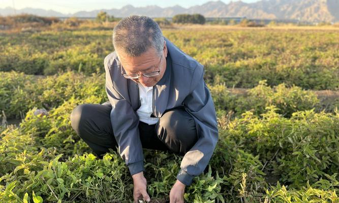 如何种植金豆种子（简单易学，让你轻松打造迷人花园）