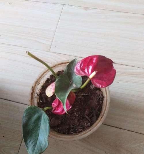 红掌能否在冬季存活？（冬天会不会让红掌冻死？红掌冬季的温度要求是多少？）
