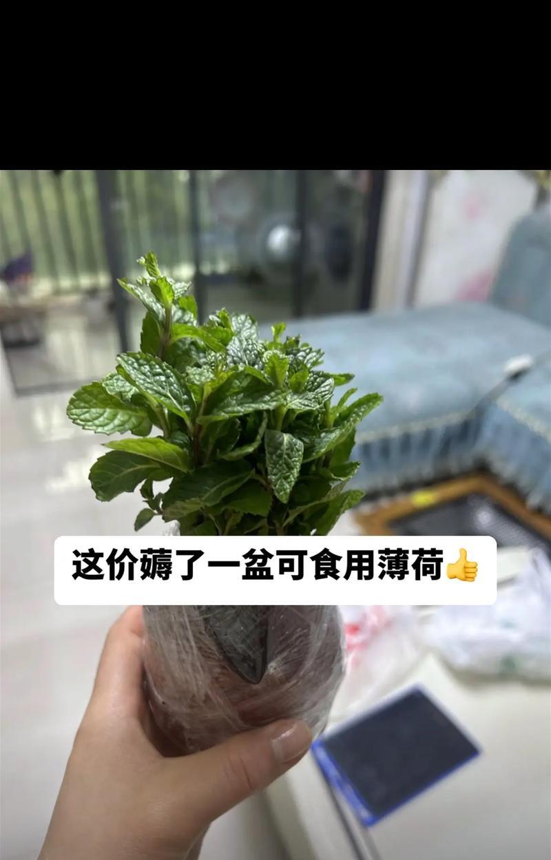 薄荷夏季养护全攻略（了解养护技巧，让薄荷茁壮成长）