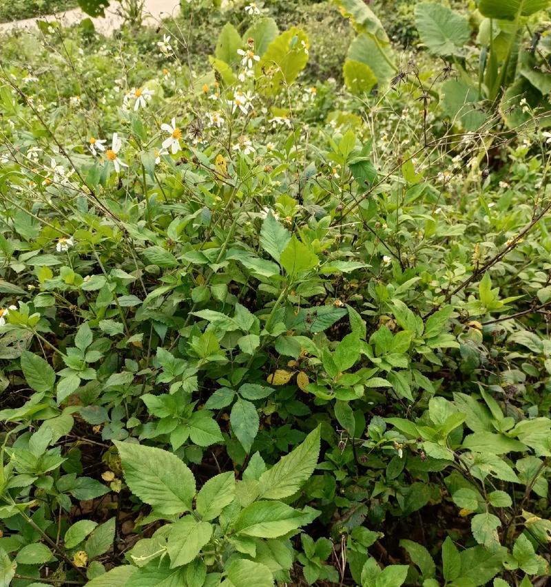 探秘鬼针草的生长环境（从土壤到气候，了解鬼针草生存的要素）