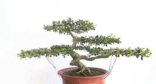 黄杨剪枝的时间及方法（黄杨修剪的时机和技巧详解，不容错过！）