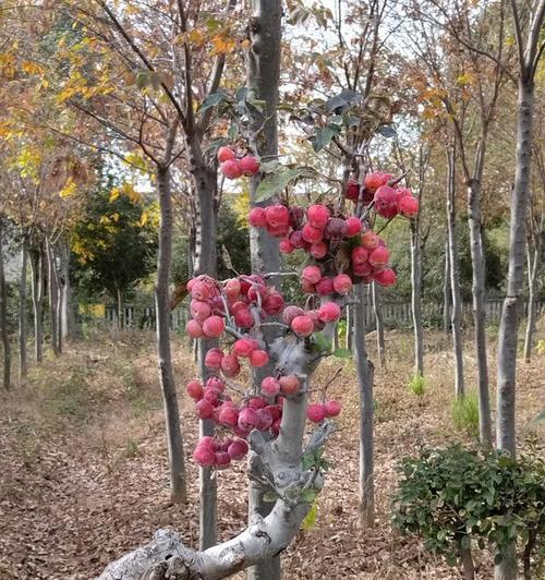 家门口的海棠花——种植与养护（打造小区美丽景观，海棠花的种植技巧与注意事项）