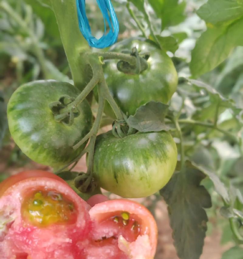 草莓的生物学分类及特征（草莓是种子植物吗？其它生物学特征解析）