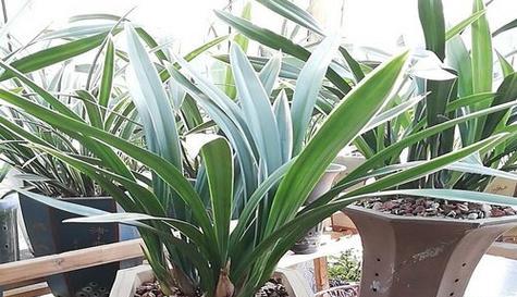 四季墨兰怎样浇水？（春夏秋冬，分季节讲解！）