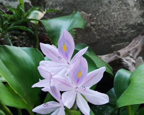 葫芦催花时间和方法（轻松掌握催花技巧，让葫芦开得更加艳丽）