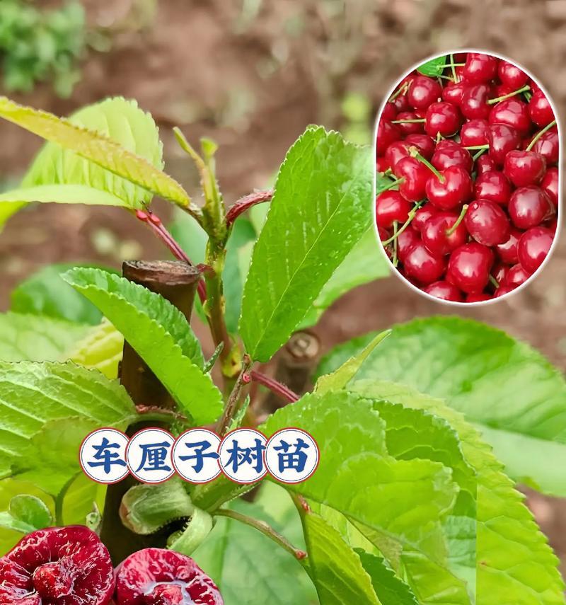 种植车厘子种子的方法与注意事项（从选种到收成，全方位指导你如何种植车厘子）