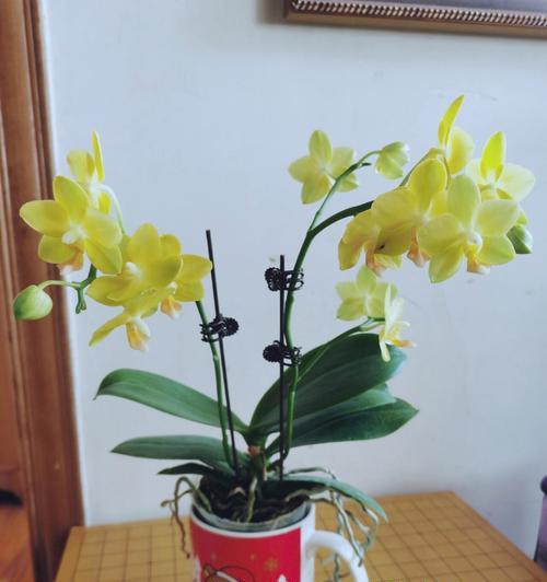 蝴蝶兰的剪枝技巧（什么时候剪枝最合适？）