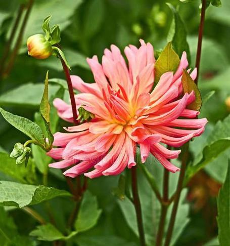 大丽花冬天开花吗？——探究大丽花的开花习性