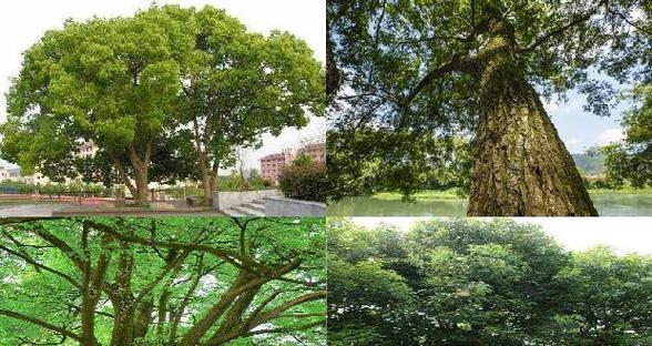香樟的生长特点和发芽时间（春季是香樟发芽的最佳时期）