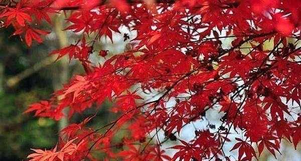 种红枫吉利，家居风水大吉！（打造家庭好风水，从种植红枫开始！）
