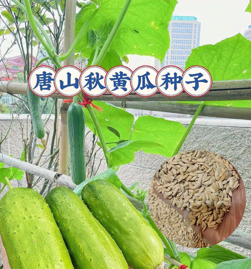 秋黄瓜栽种全攻略（什么时候栽种最合适？）