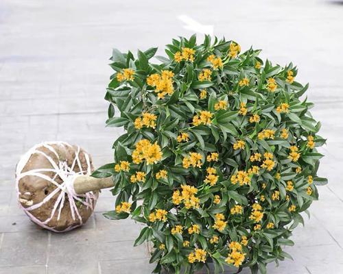 丹桂开花期究竟有多长？（四季开花的传说是否属实？）
