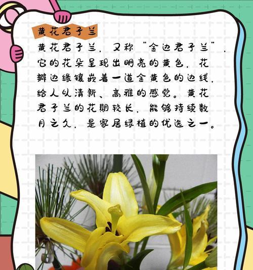 品种繁多的君子兰（探秘君子兰的品种数量与特点）