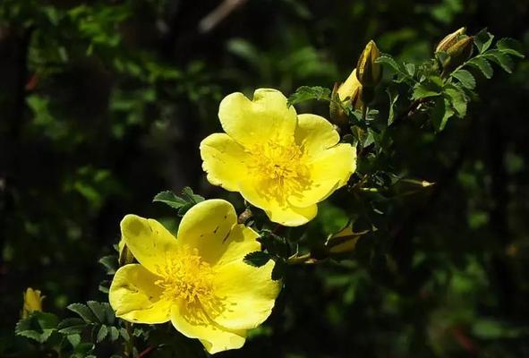 黄刺玫花期时间及特点（探究黄刺玫的花期及魅力）