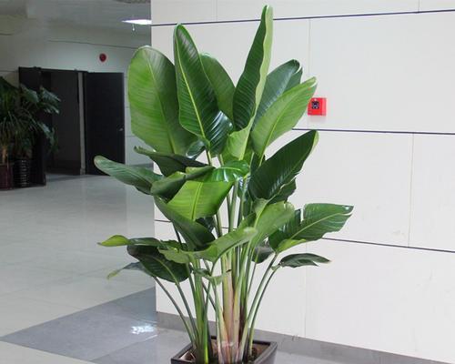 结婚送什么绿植好？（15种绿植推荐，送礼不迷路！）