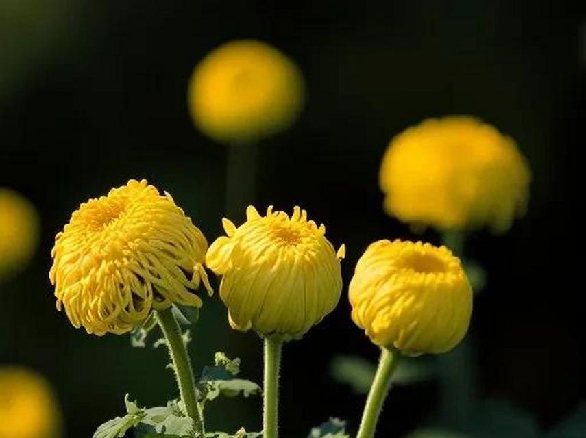 菊花开花时间的探究（从花苞到绽放的全过程，了解菊花成长的秘密）