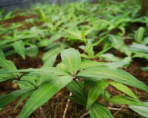 黄精的生长环境与地方条件（探究黄精植物的生态喜好和种植技巧）