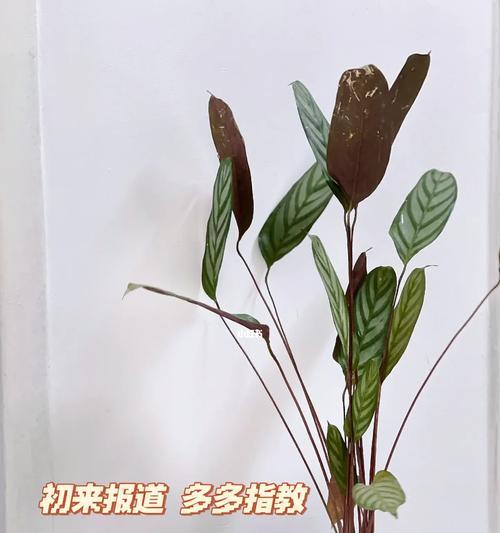 飞羽竹芋换盆注意事项（让你的飞羽竹芋健康成长）