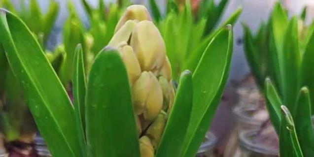 风信子种植教程（刚种下去的风信子需要浇水吗？）