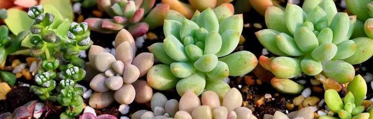 多肉植物的低温耐受度（了解多肉植物在低温下的适应能力和保护方法）