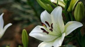 百合花在卧室的好处（百合花的室内养护技巧）