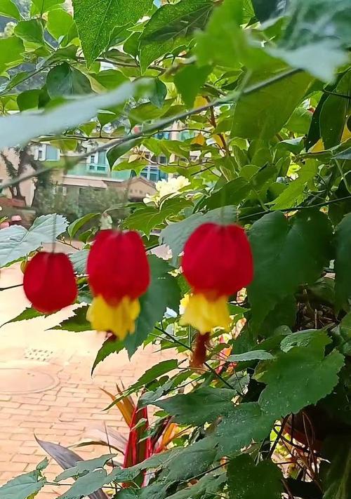 灯笼花（品种丰富、易栽培、观赏价值高）