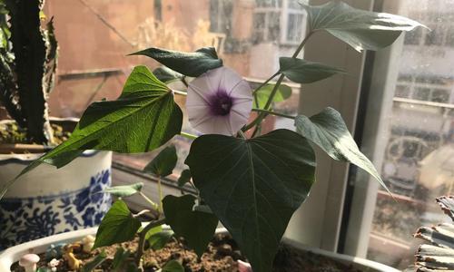 地瓜开花的原因及益处（探秘地瓜开花的奥秘，了解它的好处和用途）
