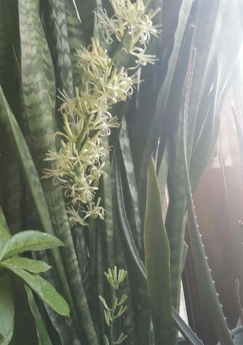 揭秘虎皮兰开花频率，一年几次“盛开”（详解虎皮兰开花习性和条件，让你轻松打造“花房”）