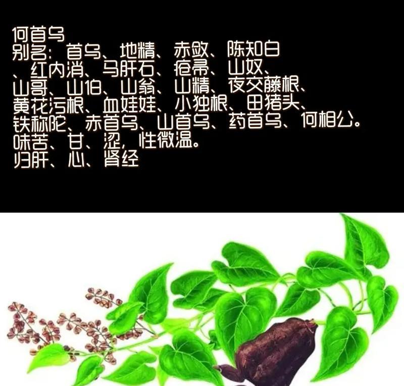 何首乌为什么冬天掉叶子？（探究何首乌冬季落叶的原因和处理方法）