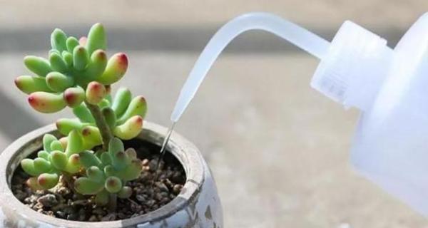 多肉植物的正确浇水方法（每日浇水还是适量浇水，多肉植物怎样才能得到最好的生长状态？）