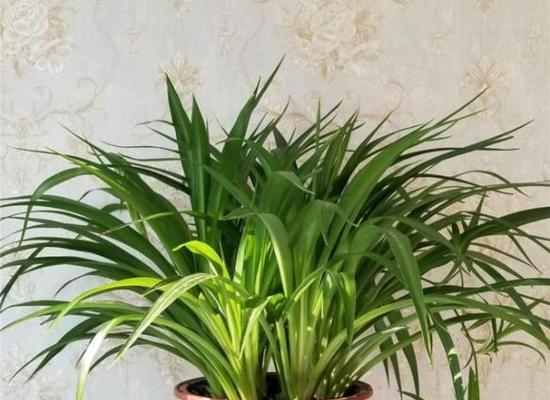 黄瓜的光照需求与种植技巧（喜阴还是喜阳？如何合理安排黄瓜种植环境）