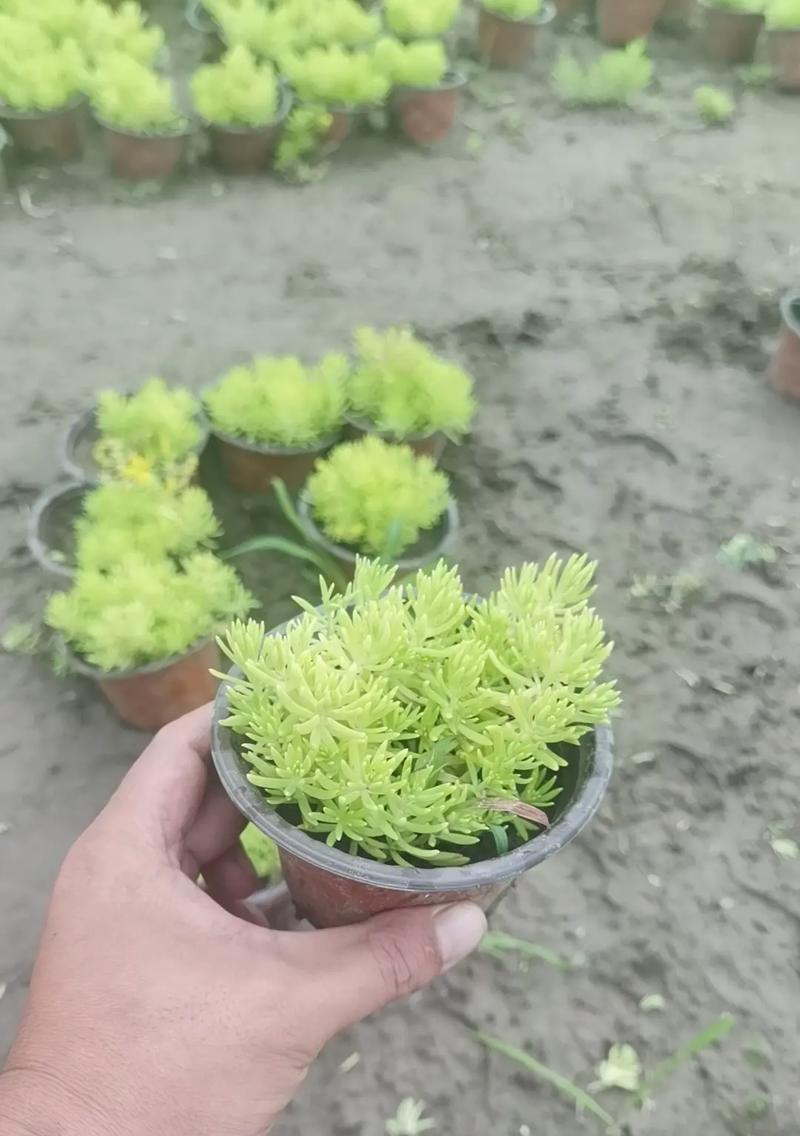 佛甲草冬天是否易冻死？（佛甲草的冬季养护）