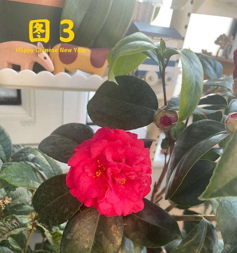 茶花冬季养护注意事项（如何正确地过冬？）