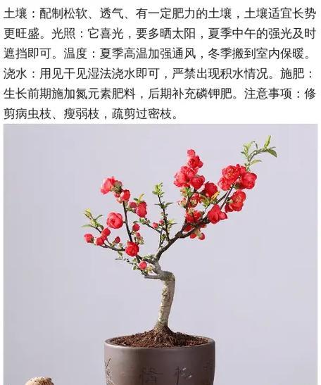 大叶海棠花的养殖方法和注意事项（打造美丽花园，享受多彩生活）