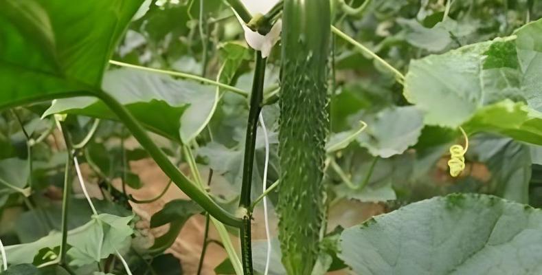 黄瓜夏季种植指南（夏日阳光下，美味黄瓜自种自收）