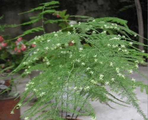办公室装饰，盆栽花卉的选择与养护