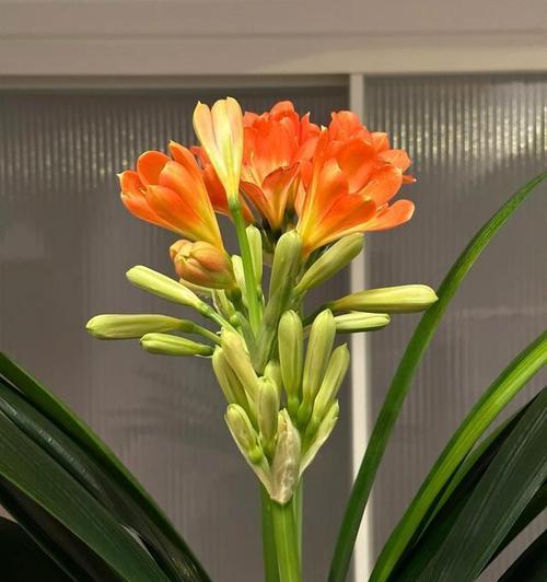 揭秘君子兰不开花的原因（探究君子兰生长的环境和养护方法）