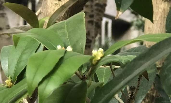 如何安全越冬养护桂花（注意事项及“越冬养护”）