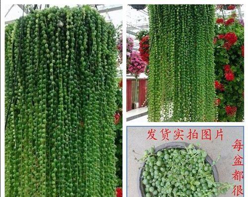 多肉佛珠的水培养殖方法（如何在家中轻松培育多肉佛珠？）