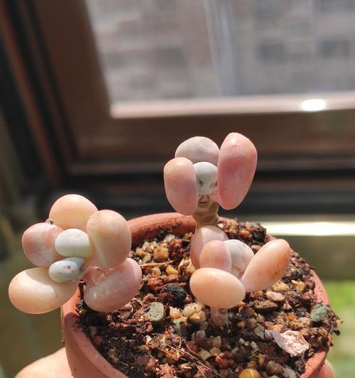 橙雪球多肉养护指南（打造健康多肉橙雪球，快乐享受绿植生活）