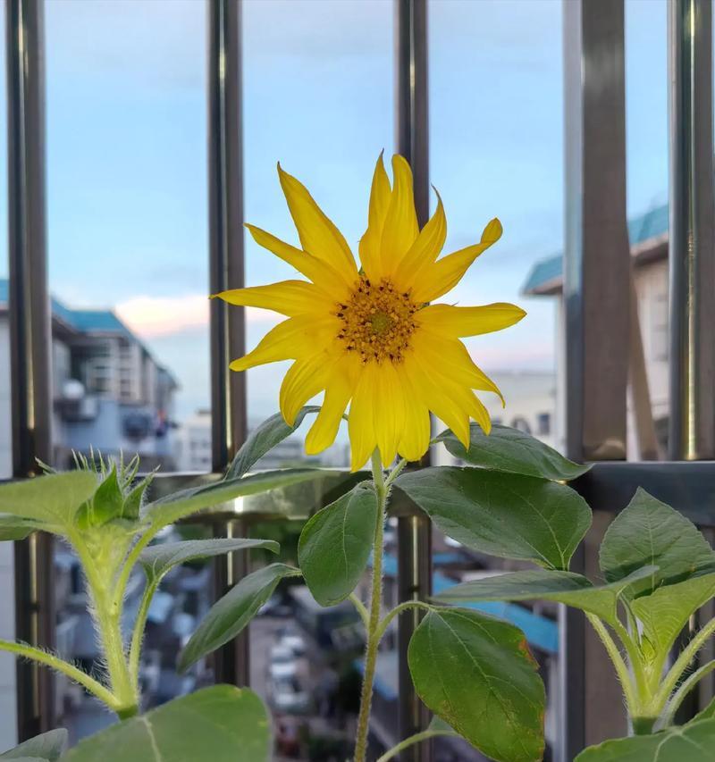 葵花的种植时间和发芽出苗时间详解（葵花的播种方法和注意事项，以及出苗过程中的细节掌握）