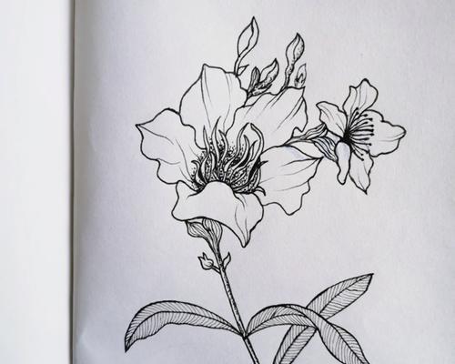 夹竹桃插枝（一步步教你如何插枝夹竹桃，做绿色环保的小达人）